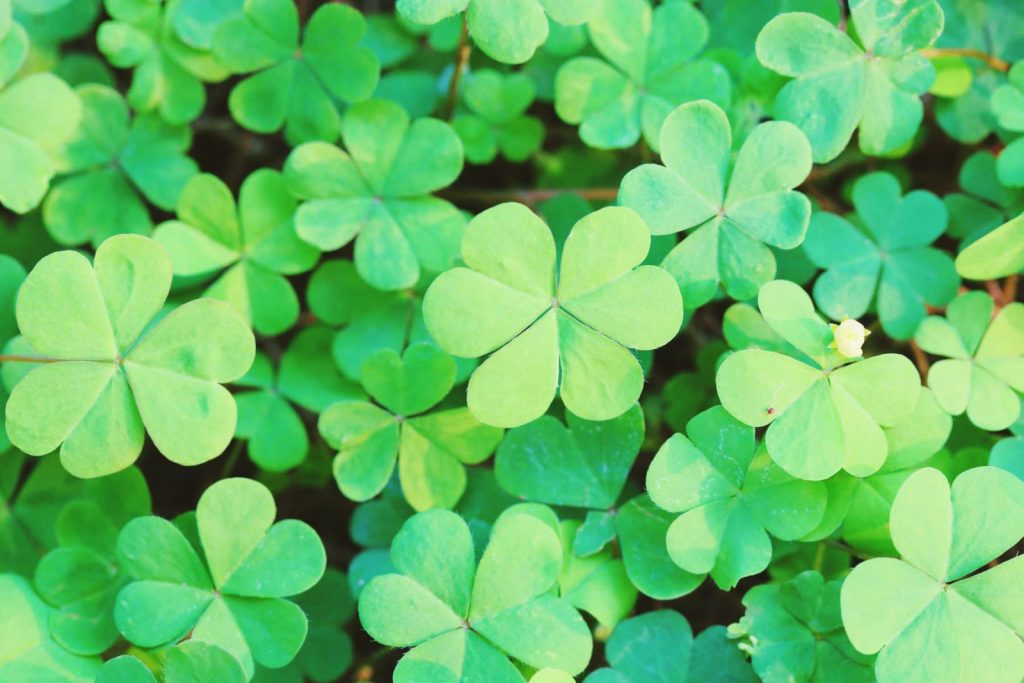 SHARE THIS INFOGRAPHIC – 7 Ways to Get Lucky on St. Patricks Day
